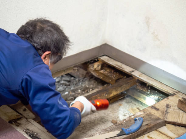 Best Crawl Space Mold Remediation in Jamul, CA