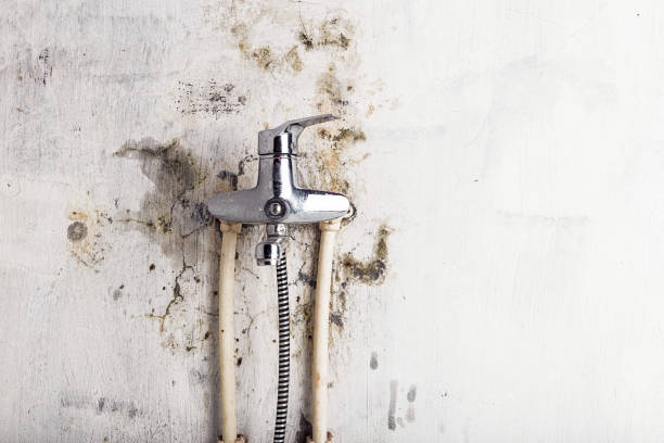 Best Insurance-Related Mold Remediation in Jamul, CA