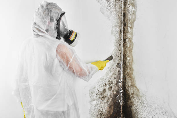 Best Post-Flood Mold Remediation in Jamul, CA