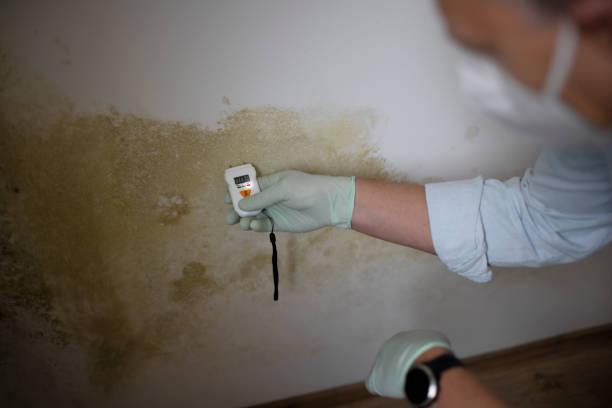 Best White Mold Remediation in Jamul, CA