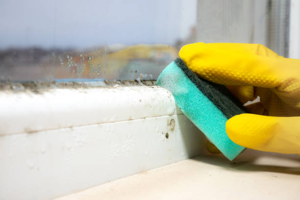 Professional Mold Remediation in Jamul, CA