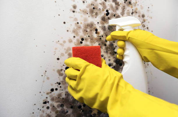 Best Residential Mold Remediation in Jamul, CA